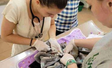 Lilongwe Wildlife Internship