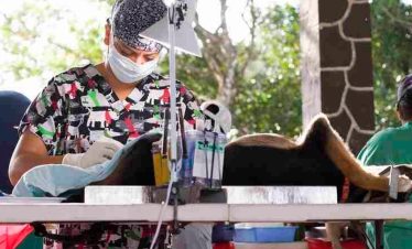 Panamá Spay / Neuter Center