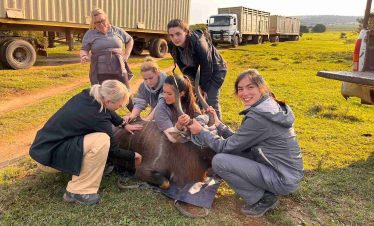 Wildlife Management & Vet Experience