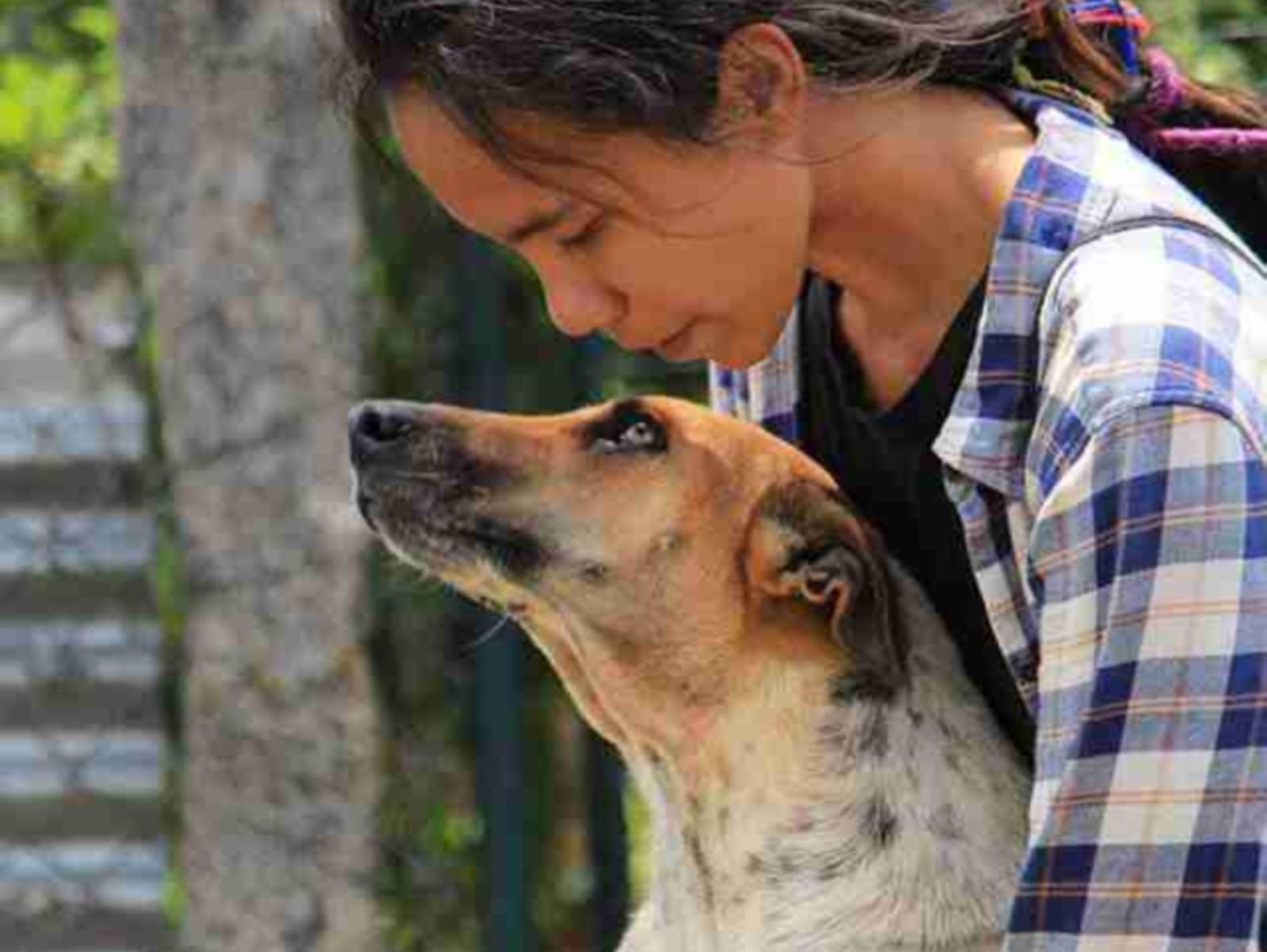 Vet Experience in India Dog Global Vet Experience bspline rev2 e1729199724206