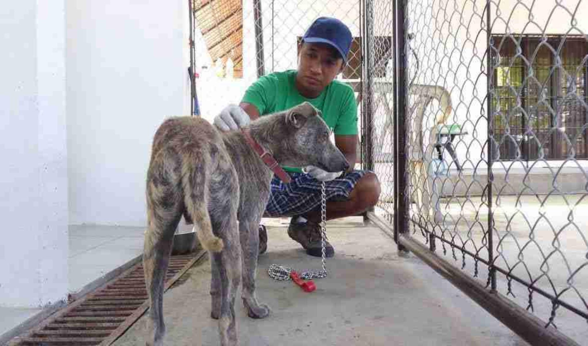 Vet Experience in the Philippines Gray Dog Global triangle e1729201356905